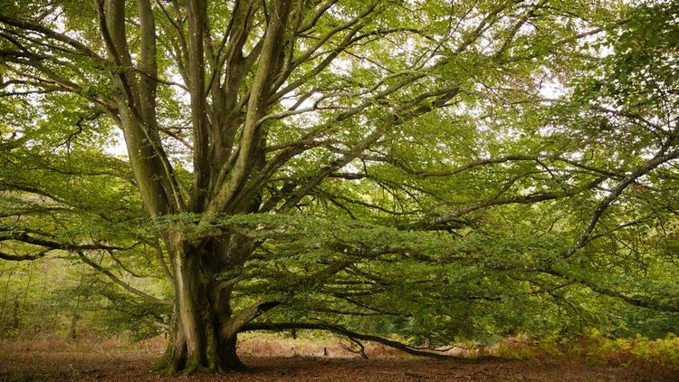 Hêtre en automne au milieu de la forêt de Rambouillet.