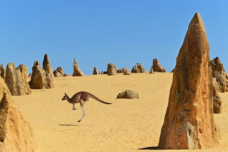 Le Pinnacles National Park a de la visite