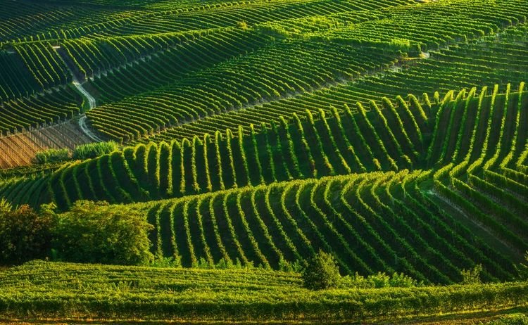 Vignobles des Langhe, Barbaresco, Italie