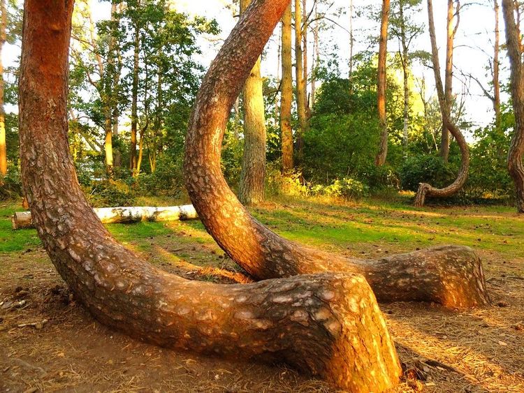 Les troncs à angle droit de la forêt de Krzywy Las