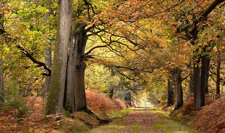Sous-bois typique de la région parisienne