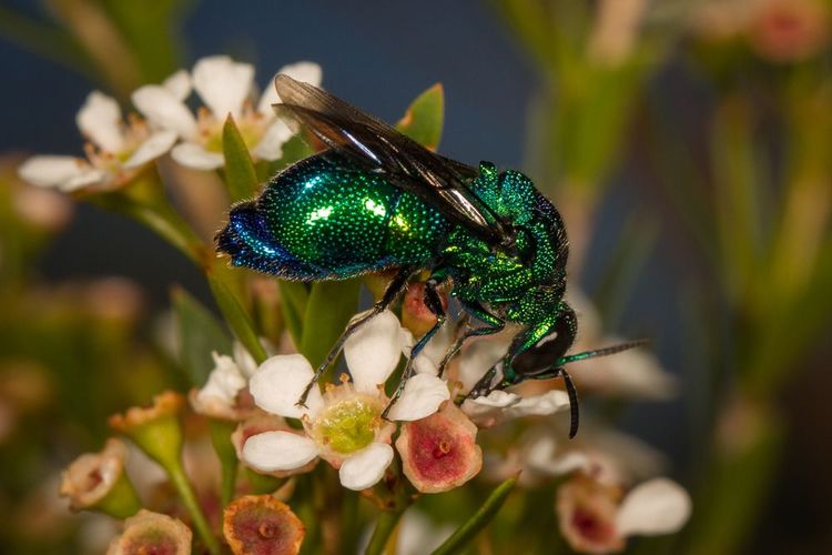 Chrysididae, ou guêpe coucou