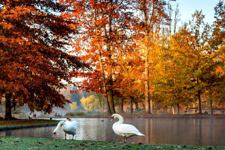 Cygnes blancs dans le parc Stromovka