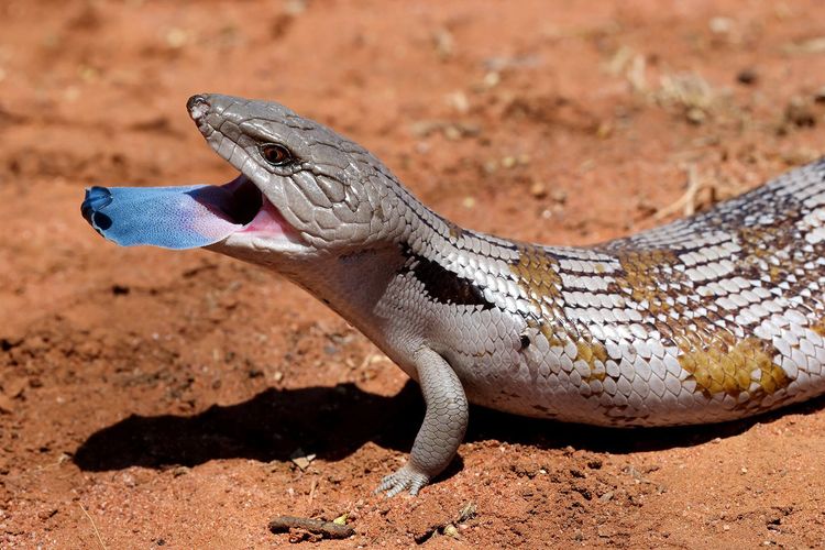 Le lézard à langue bleue, incarnation vivante parmi les êtres issus du Temps du Rêve, habite au pied d’Uluru