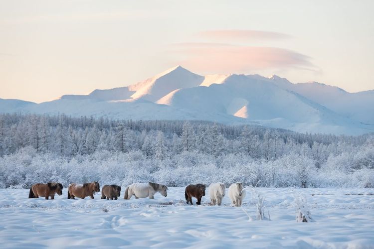 Les chevaux dans le froid