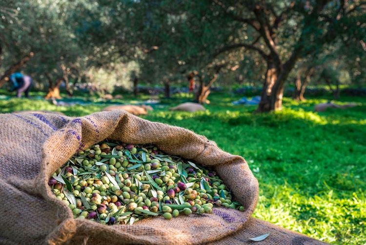 Récolte d'olives