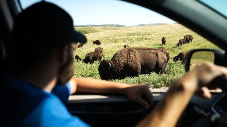 Voir des bisons depuis sa voiture dans le parc de Yellowstone