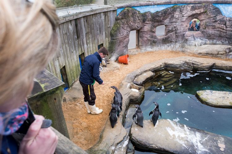 Get to know the local wildlife at the Cornish Seal Sanctuary 