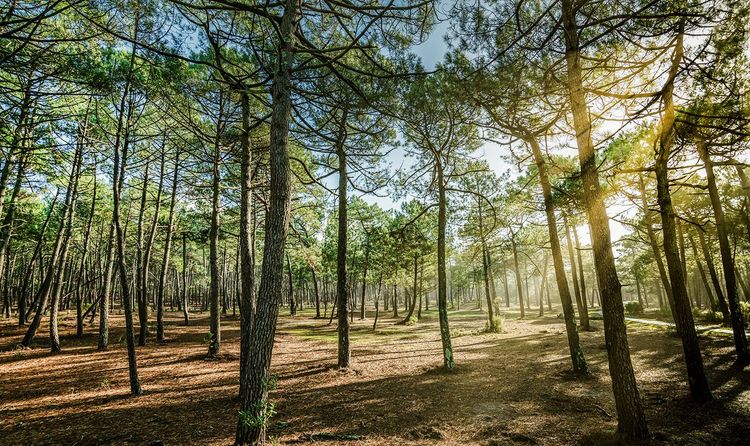 La forêt des Landes de Gascogne