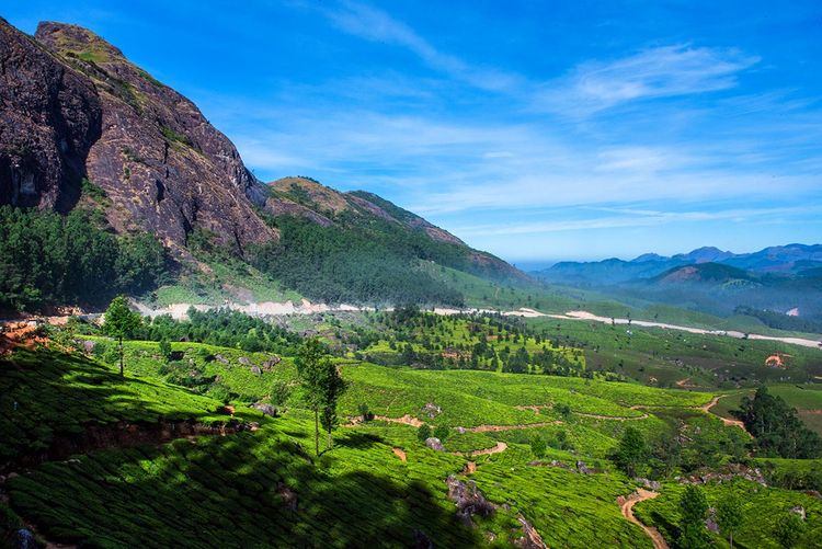 Le domaine de Lockhart Tea, Munnar