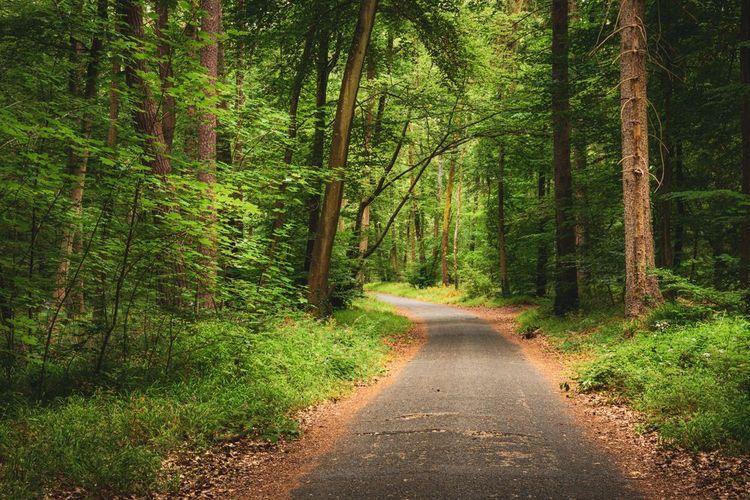 forêt de fontainebleau