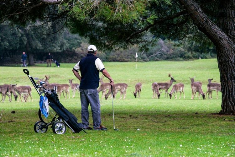 Golfer parmi les biches et les cerfs pas farouches