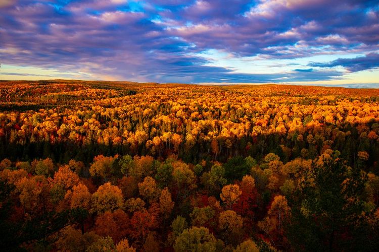 Parc provincial Algonquin