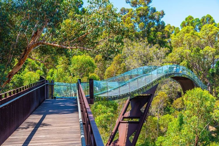 Dans Kings Park, passerelle en bois et verre qui plonge dans la canopée