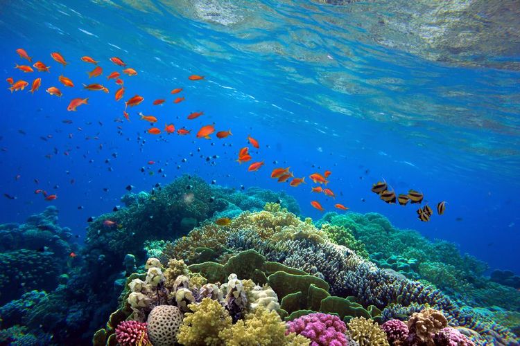 Barrière de corail tropical avec poissons