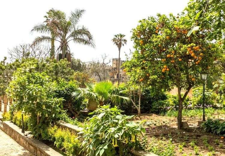 Oranger dans le jardin des Udayas