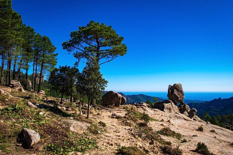 The Ospedale forest from Porto-Vecchio