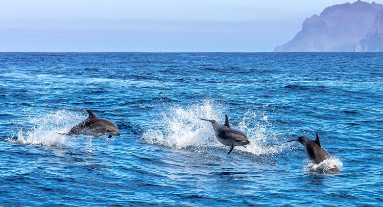 Les dauphins s'amusent en chassant
