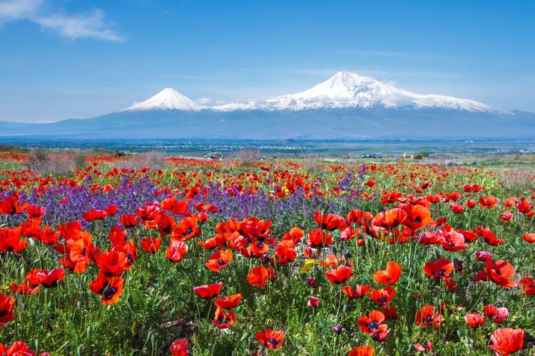 A la fronière avec la Turquie (au fond, le mont Ararat)