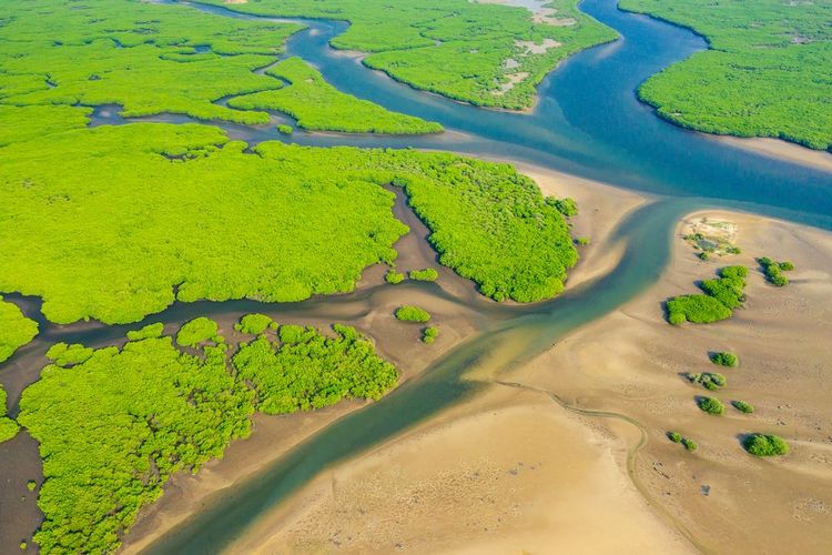 Le delta de l'Okavango est un écosystème vital pour la biodiversité de la réserve