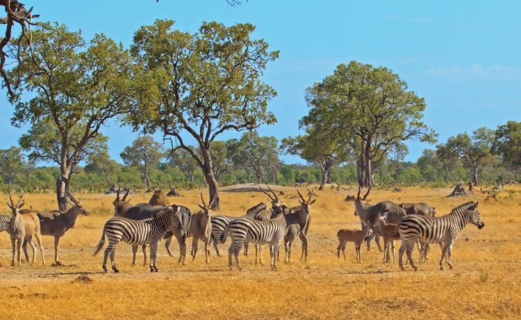 Des zèbres et des élands dans les plaines du parc Hwange