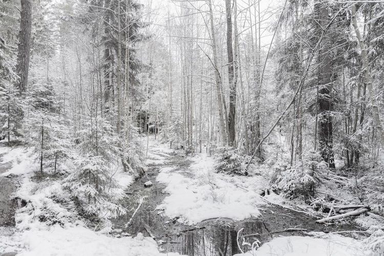 L'hiver immaculé dans la forêt de Østmarka