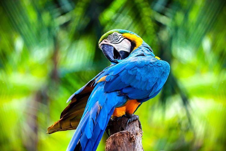 Le ara bleu et jaune vit dans ce parc, mais pas le ara rouge