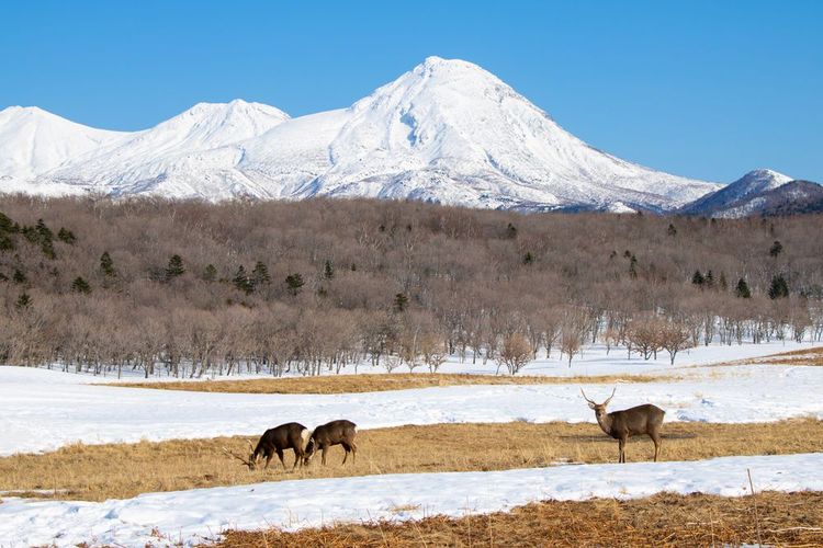 Cerfs dans le parc national de Shiretoko, en hiver