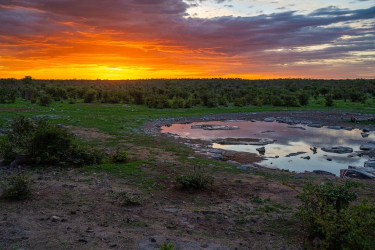 La forêt du parc national d'Etosha