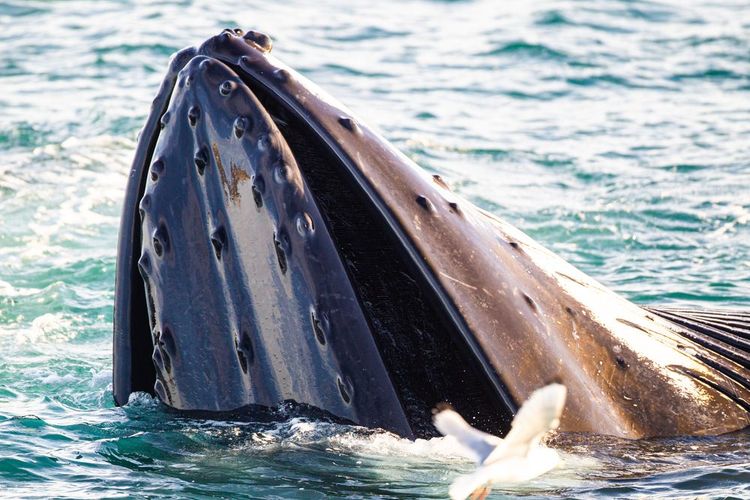 Une baleine sort de l'eau.