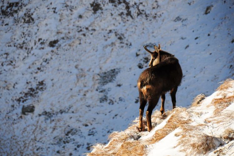 Un chamois à flan de montagne.