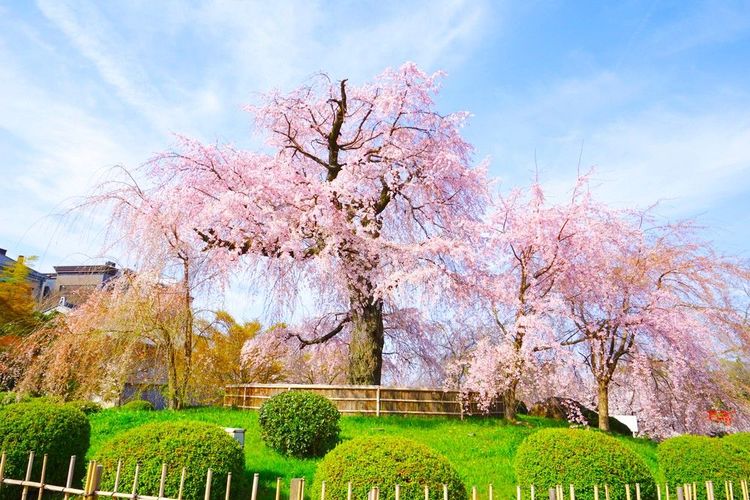 Les superbes cerisiers en fleurs du parc Maruyama