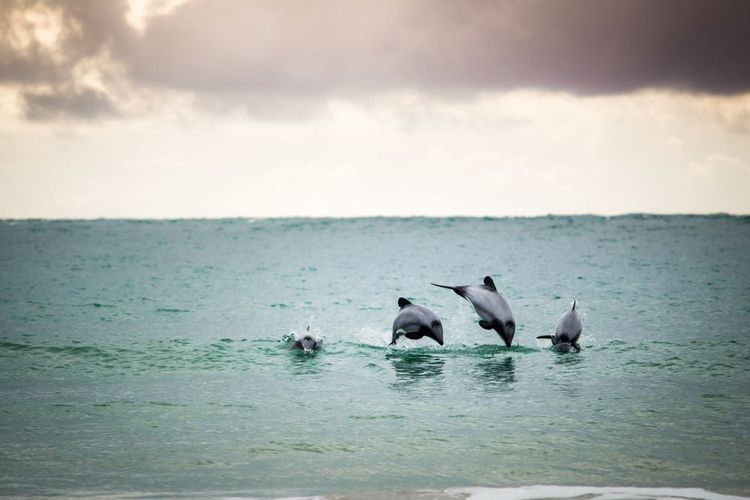 Des dauphins Hector sauvages dans la baie de Curio, Nouvelle-Zélande 