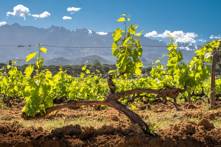 Vigneti a Calvi, nella regione della Balagne