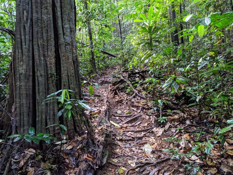 Sentier à travers la forêt amazonienne de Guyane, Cacao