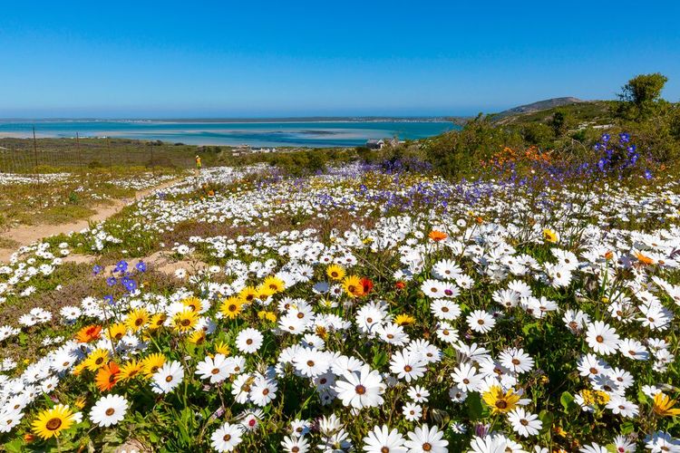 la section protégée de Postberg (ouverte uniquement en saison des fleurs)
