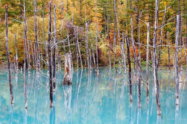 Le lac Blue Pond au Japon
