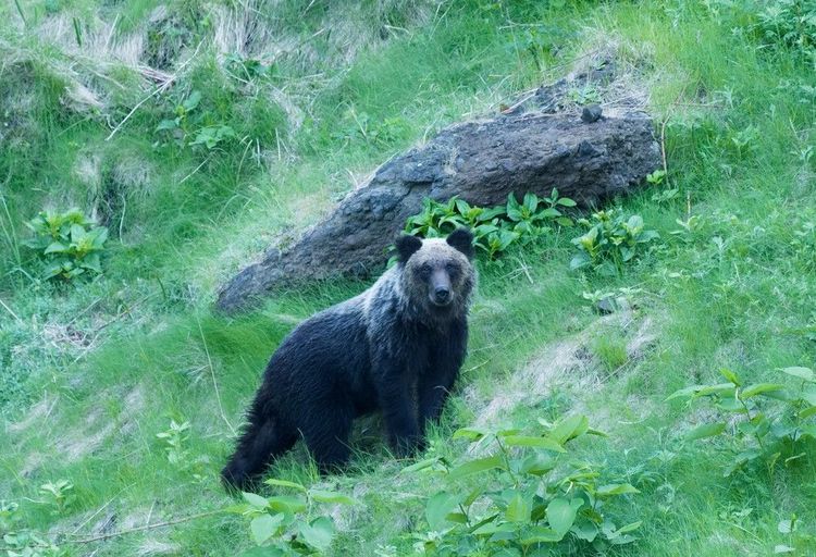 Ours brun (higuma) dans le parc de Shiretoko