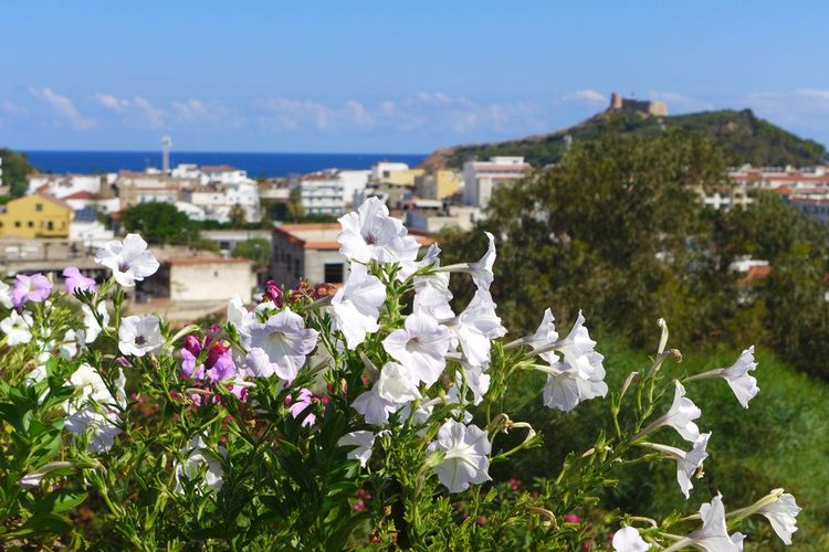  La dinámica ciudad de Tabarka