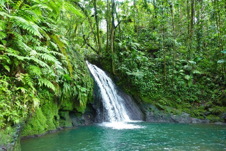 Cascade aux Ecrevisses, au Parc National de Guadeloupe