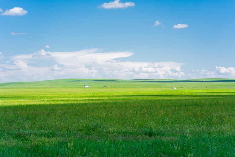  prairie de Hulunbuir en Mongolie Intérieure, Chine