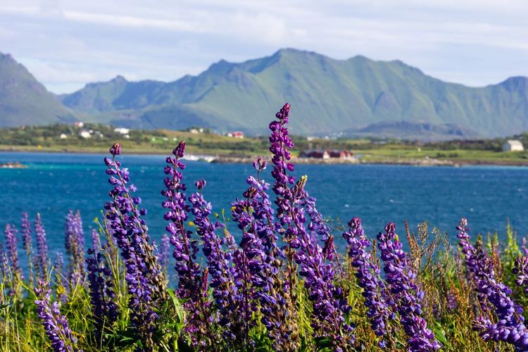 Un champs de lupin en fleur, dans les îles Lofoten.