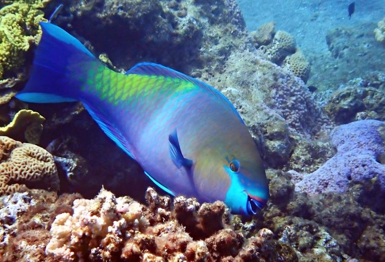 Le poisson perroquet coloré habite lui aussi le récif de Santa Maria