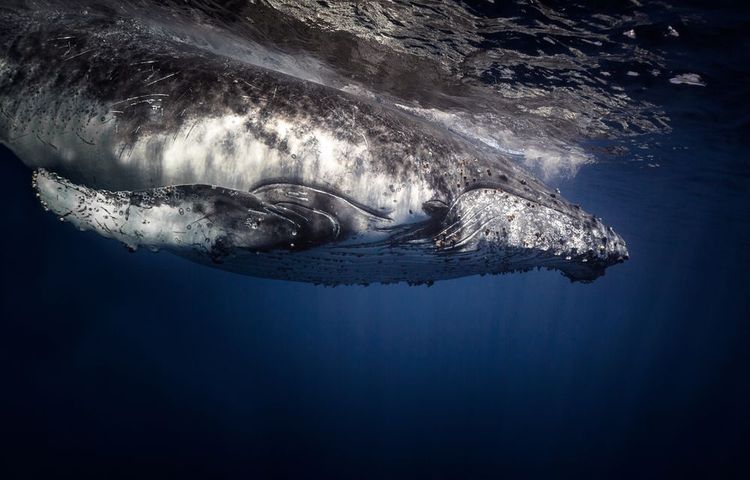 Scoprite la fauna marina della Riunione