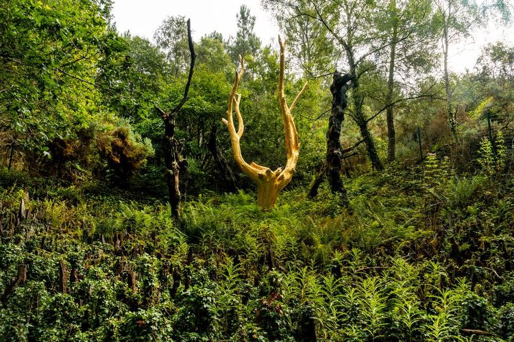 L'Arbre d'Or de la forêt de Brocéliande