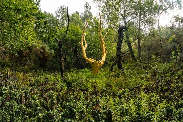 L'arbre d'or dans la forêt de Brocéliande.