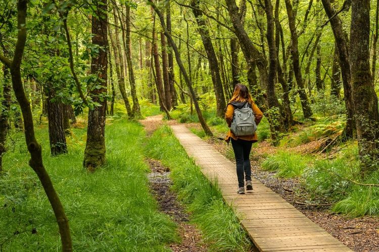 Balade dans la forêt de Brocéliande