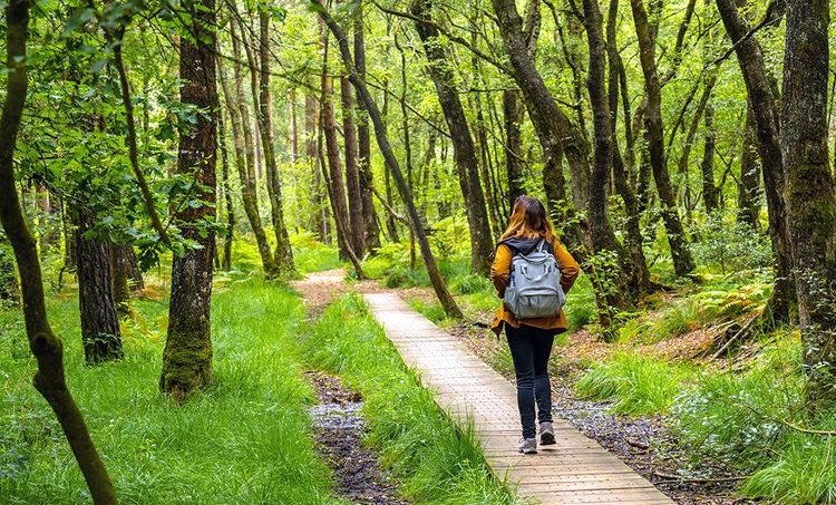 La forêt de la ville de Paimpont nommé Brocéliande