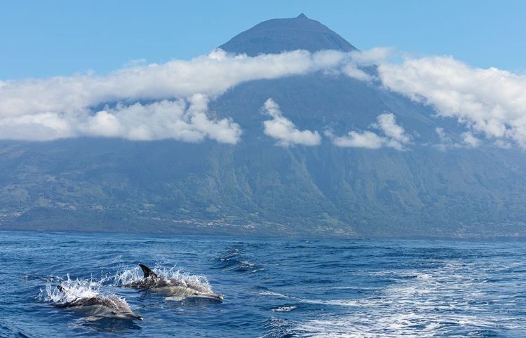 Dauphins hors de l'eau devant le mont Pico, Açores