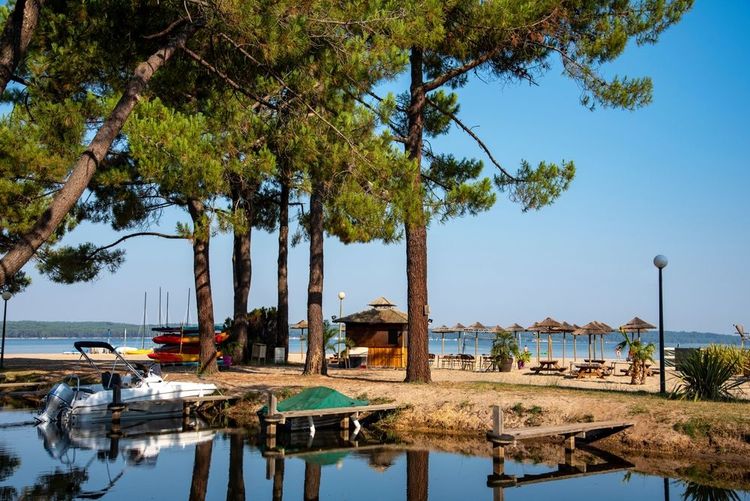 La pinède borde le lac de Biscarrosse